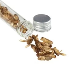 Snack-Insects GRILLON NOCOLOR 9 Snack-Insects GRILLON NOCOLOR -Outdoor-Geschäft 276934 a grillon snackinsects